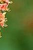 Aesculus x carnea, flowers