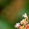 Aesculus x carnea, flowers
