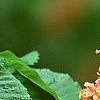 Aesculus x carnea, flowers