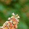Aesculus x carnea, flowers