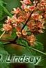 Aesculus x carnea, flowers