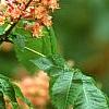 Aesculus x carnea, flowers