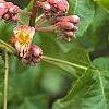 Aesculus x carnea 'Briotii', flowers