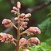 Aesculus x carnea 'Briotii', flowers
