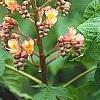 Aesculus x carnea 'Briotii', flowers