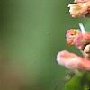 Aesculus x carnea 'Briotii', flowers