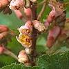 Aesculus x carnea 'Briotii', flowers