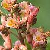 Aesculus x carnea 'Briotii', flowers