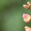 Aesculus x carnea 'Briotii', flowers