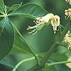 Aesculus glabra, flowers