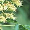 Aesculus glabra, flowers