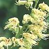 Aesculus glabra, flowers