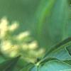 Aesculus glabra, flowers