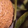 Aesculus glabra, fruit
