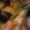 Aesculus glabra, fruit