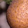 Aesculus glabra, fruit