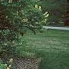 Aesculus glabra var. arguta, habit