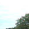 Aesculus glabra var. arguta, habit