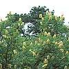 Aesculus glabra var. arguta, habit