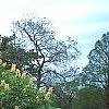 Aesculus glabra var. arguta, habit