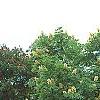 Aesculus glabra var. arguta, habit