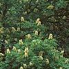 Aesculus glabra var. arguta, habit