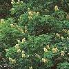 Aesculus glabra var. arguta, habit