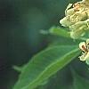 Aesculus glabra var. arguta, flowers