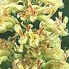 Aesculus glabra var. arguta, flowers