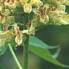 Aesculus glabra var. arguta, flowers