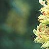 Aesculus glabra var. arguta, flowers