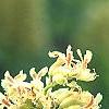 Aesculus glabra var. arguta, flowers