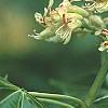 Aesculus glabra var. arguta, flowers
