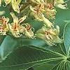 Aesculus glabra var. arguta, flowers