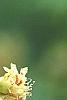 Aesculus glabra var. arguta, flowers