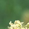 Aesculus glabra var. arguta, flowers