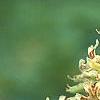 Aesculus glabra var. arguta, flowers