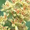 Aesculus glabra var. arguta, flowers