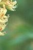 Aesculus glabra var. arguta, flowers