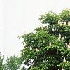 Aesculus hippocastanum, habit