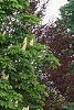 Aesculus hippocastanum, habit