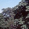 Aesculus hippocastanum, habit
