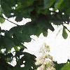 Aesculus hippocastanum, flowers