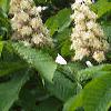 Aesculus hippocastanum, flowers