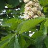 Aesculus hippocastanum, flowers