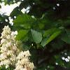 Aesculus hippocastanum, flowers