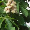 Aesculus hippocastanum, flowers