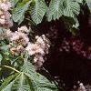 Aesculus hippocastanum 'Baumannii', flowers