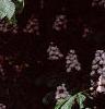 Aesculus hippocastanum 'Baumannii', flowers