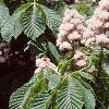 Aesculus hippocastanum 'Baumannii', flowers